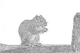 Eichhörnchen Ausmalbilder Zum Ausdrucken